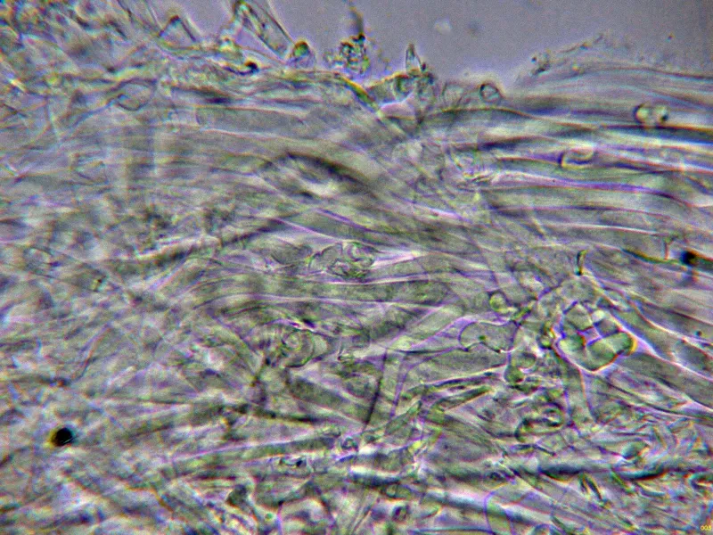 Aspropaxillus candidus 10 - Suprapellis agua-003